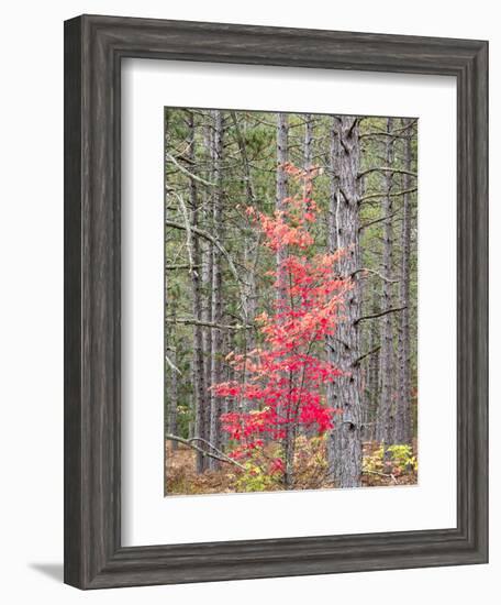 Michigan, Upper Peninsula. Fall Foliage and Pine Trees in the Forest-Julie Eggers-Framed Photographic Print