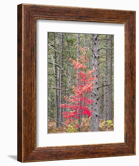 Michigan, Upper Peninsula. Fall Foliage and Pine Trees in the Forest-Julie Eggers-Framed Photographic Print