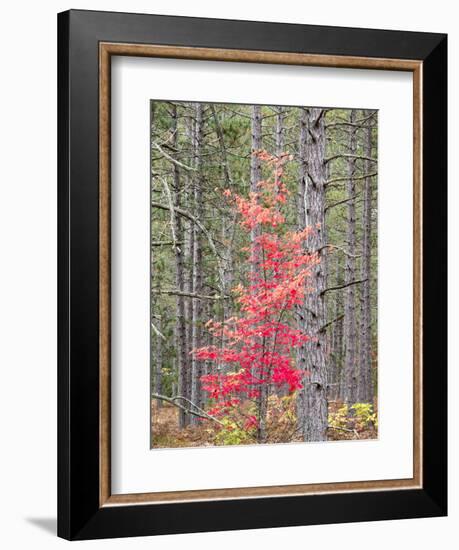 Michigan, Upper Peninsula. Fall Foliage and Pine Trees in the Forest-Julie Eggers-Framed Photographic Print