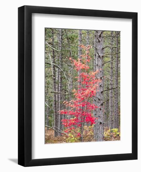 Michigan, Upper Peninsula. Fall Foliage and Pine Trees in the Forest-Julie Eggers-Framed Photographic Print