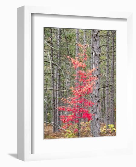 Michigan, Upper Peninsula. Fall Foliage and Pine Trees in the Forest-Julie Eggers-Framed Photographic Print