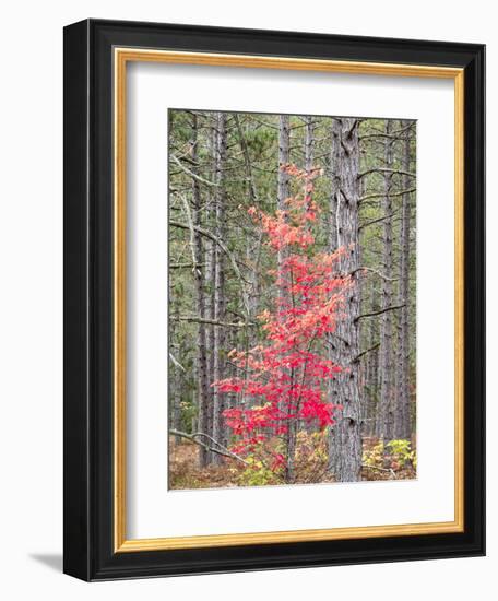 Michigan, Upper Peninsula. Fall Foliage and Pine Trees in the Forest-Julie Eggers-Framed Photographic Print