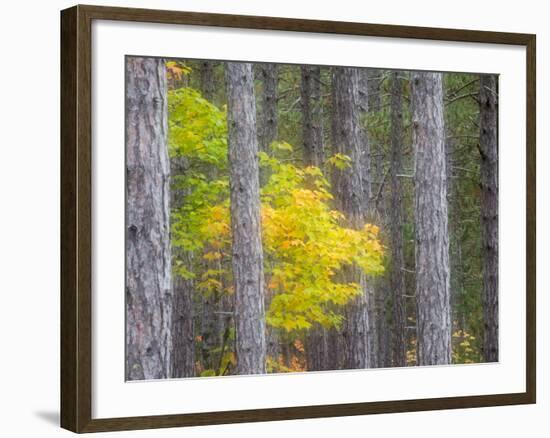 Michigan, Upper Peninsula. Fall Foliage and Pine Trees in the Forest-Julie Eggers-Framed Photographic Print