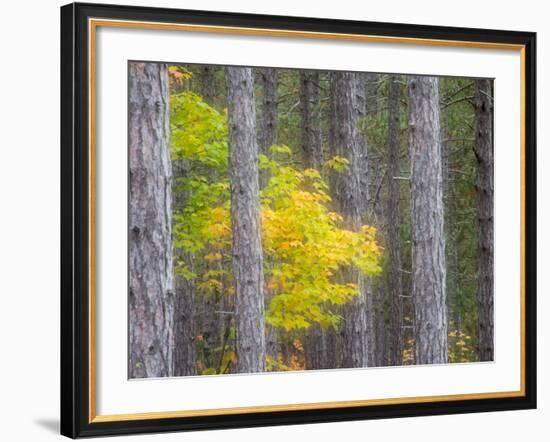 Michigan, Upper Peninsula. Fall Foliage and Pine Trees in the Forest-Julie Eggers-Framed Photographic Print