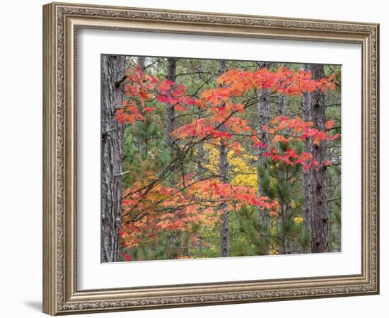 Michigan, Upper Peninsula. Fall Foliage and Pine Trees in the Forest-Julie Eggers-Framed Photographic Print