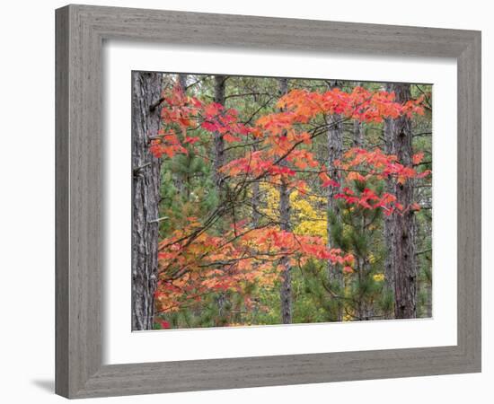 Michigan, Upper Peninsula. Fall Foliage and Pine Trees in the Forest-Julie Eggers-Framed Photographic Print