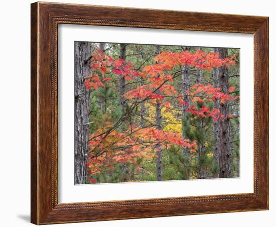 Michigan, Upper Peninsula. Fall Foliage and Pine Trees in the Forest-Julie Eggers-Framed Photographic Print