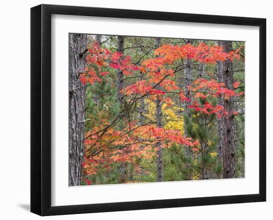 Michigan, Upper Peninsula. Fall Foliage and Pine Trees in the Forest-Julie Eggers-Framed Photographic Print