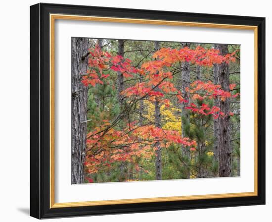 Michigan, Upper Peninsula. Fall Foliage and Pine Trees in the Forest-Julie Eggers-Framed Photographic Print