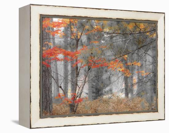 Michigan, Upper Peninsula. Forest of Maples and Ferns-Julie Eggers-Framed Premier Image Canvas