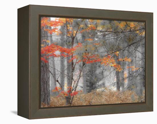 Michigan, Upper Peninsula. Forest of Maples and Ferns-Julie Eggers-Framed Premier Image Canvas