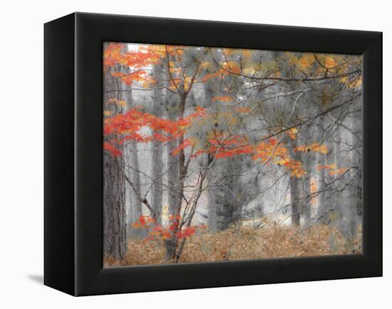 Michigan, Upper Peninsula. Forest of Maples and Ferns-Julie Eggers-Framed Premier Image Canvas