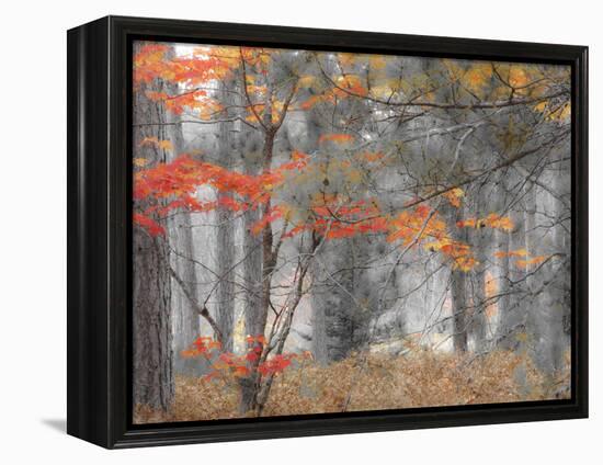 Michigan, Upper Peninsula. Forest of Maples and Ferns-Julie Eggers-Framed Premier Image Canvas