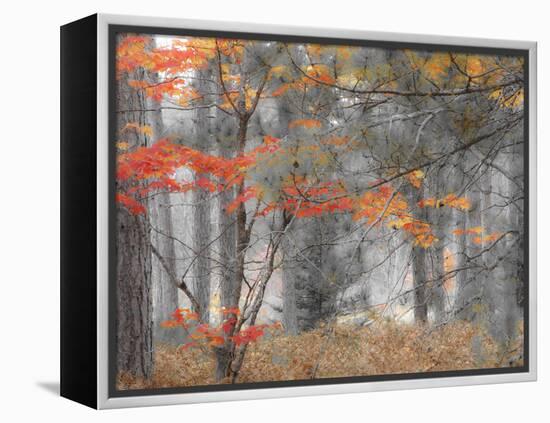 Michigan, Upper Peninsula. Forest of Maples and Ferns-Julie Eggers-Framed Premier Image Canvas