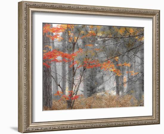 Michigan, Upper Peninsula. Forest of Maples and Ferns-Julie Eggers-Framed Photographic Print