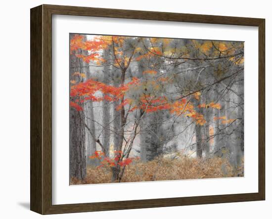 Michigan, Upper Peninsula. Forest of Maples and Ferns-Julie Eggers-Framed Photographic Print