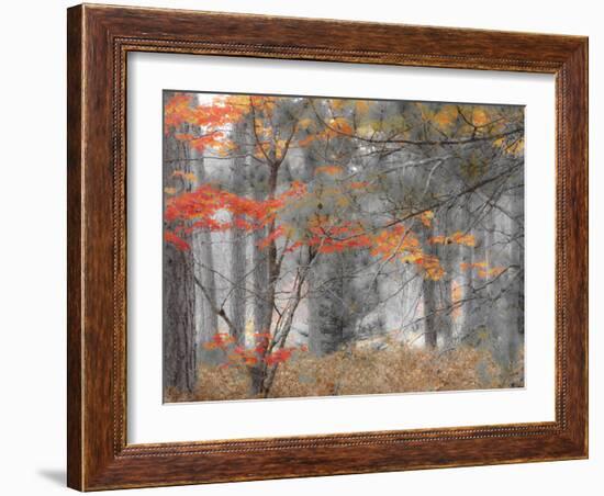 Michigan, Upper Peninsula. Forest of Maples and Ferns-Julie Eggers-Framed Photographic Print