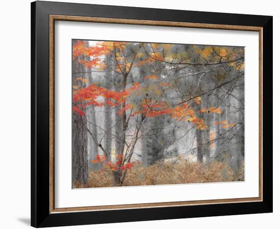 Michigan, Upper Peninsula. Forest of Maples and Ferns-Julie Eggers-Framed Photographic Print