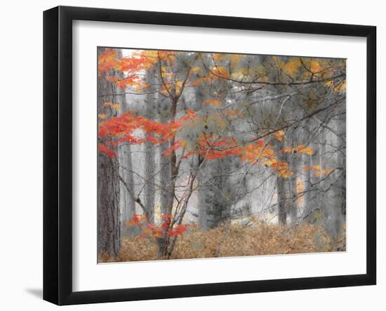 Michigan, Upper Peninsula. Forest of Maples and Ferns-Julie Eggers-Framed Photographic Print