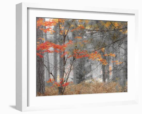 Michigan, Upper Peninsula. Forest of Maples and Ferns-Julie Eggers-Framed Photographic Print