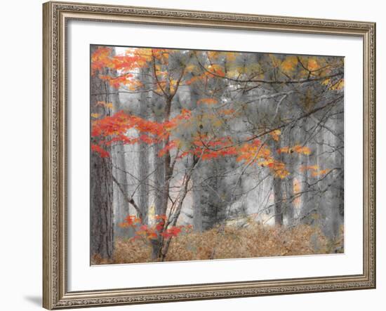 Michigan, Upper Peninsula. Forest of Maples and Ferns-Julie Eggers-Framed Photographic Print