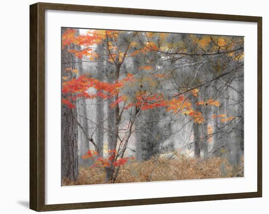 Michigan, Upper Peninsula. Forest of Maples and Ferns-Julie Eggers-Framed Photographic Print