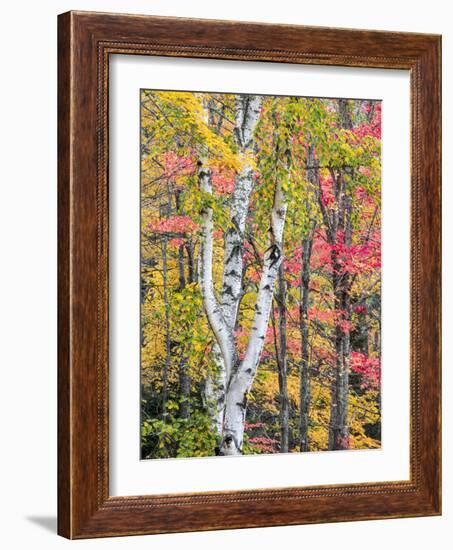 Michigan, Upper Peninsula. Hardwood Forest in Ontonagon County in Fall-Julie Eggers-Framed Photographic Print