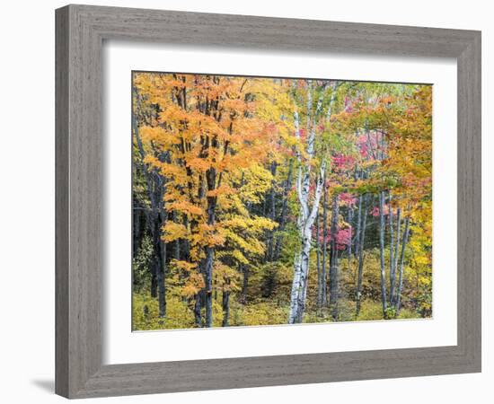 Michigan, Upper Peninsula. Hardwood Forest in Ontonagon County in Fall-Julie Eggers-Framed Photographic Print