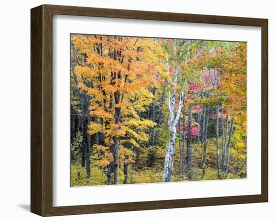 Michigan, Upper Peninsula. Hardwood Forest in Ontonagon County in Fall-Julie Eggers-Framed Photographic Print