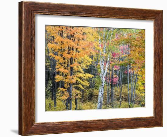 Michigan, Upper Peninsula. Hardwood Forest in Ontonagon County in Fall-Julie Eggers-Framed Photographic Print