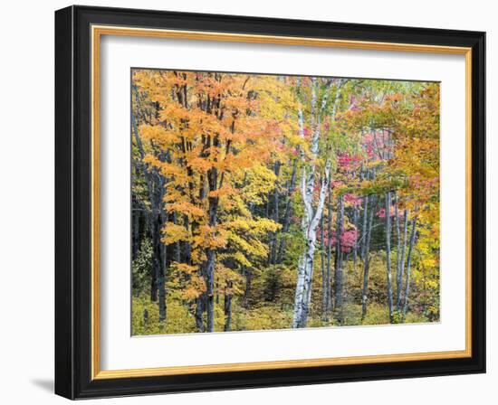 Michigan, Upper Peninsula. Hardwood Forest in Ontonagon County in Fall-Julie Eggers-Framed Photographic Print