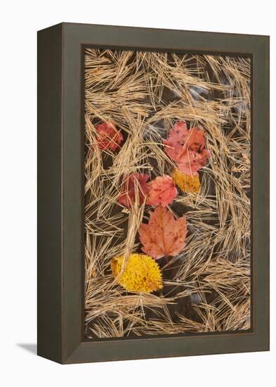 Michigan, Upper Peninsula. Leaves Float in Pool of White Pine Needles-Don Grall-Framed Premier Image Canvas