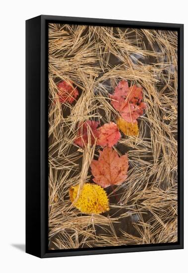 Michigan, Upper Peninsula. Leaves Float in Pool of White Pine Needles-Don Grall-Framed Premier Image Canvas