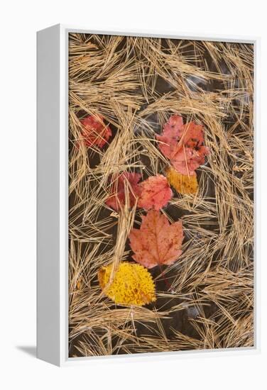 Michigan, Upper Peninsula. Leaves Float in Pool of White Pine Needles-Don Grall-Framed Premier Image Canvas