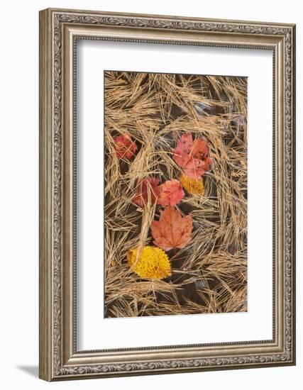 Michigan, Upper Peninsula. Leaves Float in Pool of White Pine Needles-Don Grall-Framed Photographic Print