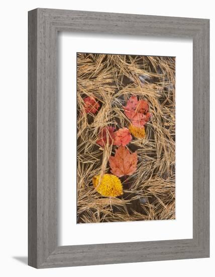 Michigan, Upper Peninsula. Leaves Float in Pool of White Pine Needles-Don Grall-Framed Photographic Print