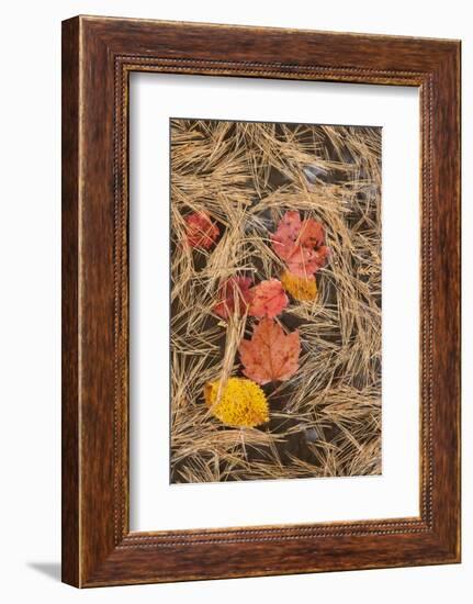 Michigan, Upper Peninsula. Leaves Float in Pool of White Pine Needles-Don Grall-Framed Photographic Print