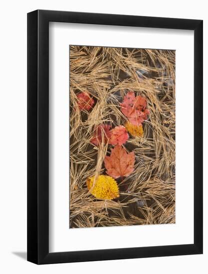 Michigan, Upper Peninsula. Leaves Float in Pool of White Pine Needles-Don Grall-Framed Photographic Print