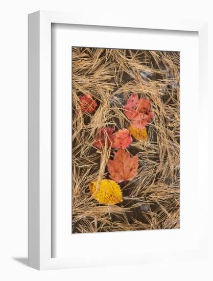Michigan, Upper Peninsula. Leaves Float in Pool of White Pine Needles-Don Grall-Framed Photographic Print
