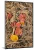 Michigan, Upper Peninsula. Leaves Float in Pool of White Pine Needles-Don Grall-Mounted Photographic Print