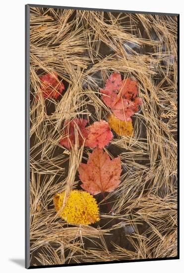 Michigan, Upper Peninsula. Leaves Float in Pool of White Pine Needles-Don Grall-Mounted Photographic Print