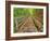 Michigan, Upper Peninsula. Trail Leading to Munising Falls in Autumn-Julie Eggers-Framed Photographic Print