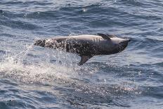 Clymene Dolphin (Stenella Clymene) Breaking the Surface-Mick Baines-Photographic Print