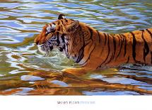 Afternoon Swim-Mickey Flodin-Art Print