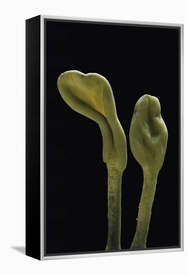 Microglossum Viride (Green Earth Tongue)-Paul Starosta-Framed Premier Image Canvas