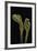 Microglossum Viride (Green Earth Tongue)-Paul Starosta-Framed Photographic Print