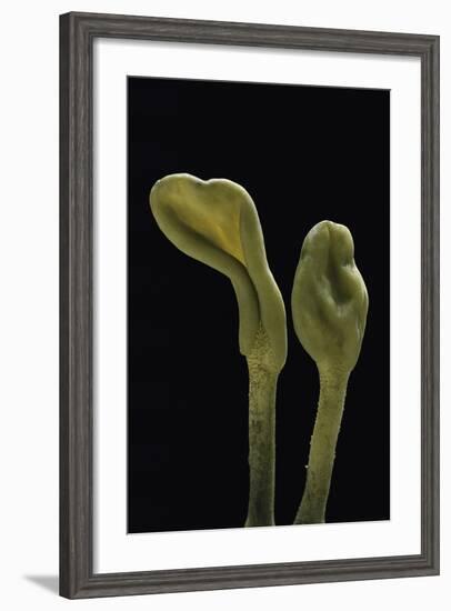 Microglossum Viride (Green Earth Tongue)-Paul Starosta-Framed Photographic Print