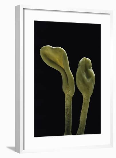 Microglossum Viride (Green Earth Tongue)-Paul Starosta-Framed Photographic Print