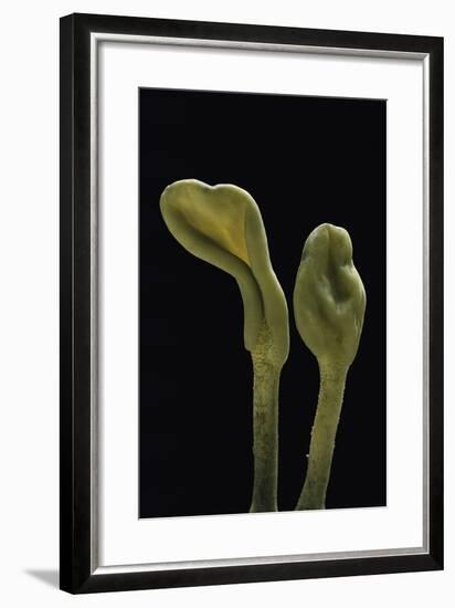 Microglossum Viride (Green Earth Tongue)-Paul Starosta-Framed Photographic Print