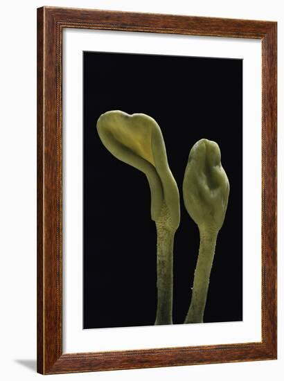 Microglossum Viride (Green Earth Tongue)-Paul Starosta-Framed Photographic Print